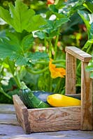 A wooden trug of reshly harvested courgettes