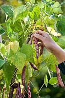 Woman harvesting climbing bean 'Borlotto Lingua di Fuoco' - Firetongue