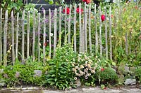 Summer border with Digitalus lutea, Haplopappus, Poppies, Roses, Geranium 'Mrs Kendal Clark', Cornflowers and Erysimum 'Bowles's Mauve'. Hetty van Baalen garden, The Netherlands
