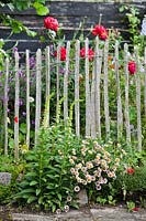 Summer border with Digitalus lutea, Haplopappus, Poppies, Roses, Geranium 'Mrs. Kendal Clark', Cornflowers and Erysimum 'Bowles's Mauve'. Hetty van Baalen garden, The Netherlands