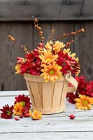 Autumnal display of Chrysanthemums in reds and oranges, with rosehips and Crocosmia seedheads  in a wooden bucket