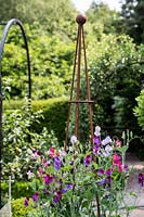 Sweet pea 'Old Spice' in an obelisk in a Tom Hoblyn designed garden at Heatherbrae