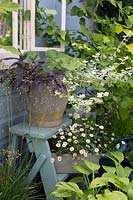 Galvanised bucket with Helichrysum, Ipomoea and Brunnera on painted step ladder with box planted with Erigeron karvinskianus