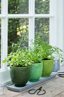 Row of herbs in windowsill including Origanum vulgare - Goldsplashed Marjoram, Anthriscus cerefolium - Chervil and Apium graveolens - Celery Leaf