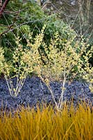 Bright Libertia peregrinans in front of a carpet of black Ophiopogon planiscapus 'Nigrescens' with yellow witch hazel at Sir Harold Hillier Gardens in winter