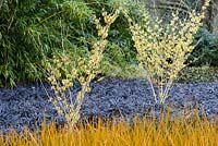Bright Libertia peregrinans in front of a carpet of black Ophiopogon planiscapus 'Nigrescens' with yellow witch hazel at Sir Harold Hillier Gardens in winter