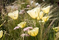 Californian poppy - Eschscholzia 'Ivory Castle' with Stipa tenuissima - The Jeremy Vine Texture Garden - Radio 2 Feel Good Gardens -RHS Chelsea Flower Show 2017 - Designer: Matt Keightley