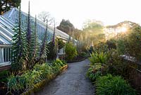 Spikes of tall Echium pininana beside a greenhouse  at Tregrehan Gardens