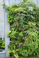 City Living - Green living-wall with Fatsia japonica, begonia and others in an urban apartment block garden - RHS Chelsea Flower Show 2017