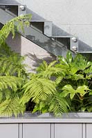 City Living - Fatsia japonica and Tree fern growing under an external staircase - RHS Chelsea Flower Show 2017