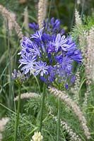 Agapanthus africanus 'Midnight Star' with Pennisetum orientale 'Tall Tails'