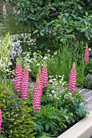 Lupinus 'Rachel de Thame' in combination with creamy Astrantias and Camassias - The Sir Simon Milton Foundation Garden: '500 years of Covent Garden' - RHS Chelsea Flower Show 2017 - Designer: Lee Bestall - Sponsor: Capco Covent Garden