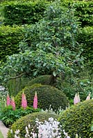 500 Years of Covent Garden - Old apple tree in border with yew domes, peonies and lupins - RHS Chelsea Flower Show 2017