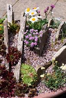 Crevice garden for Alpines created in a large terracotta container