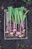 Step by step series of lifting Gladiolus in Autumn - the lifted corms in wooden tray lined with hessian