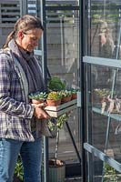 Woman carrying tray with succulents in tray into greenhouse for over wintering