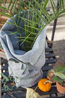 Palm in pot wrapped in fleece for overwintering in greenhouse