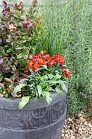 Step by step of planting Winter interest container with Leucothoe, Carex brunnea, Wallflower 'Sugar Rush Red' and Gaultheria