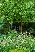 Shady corner with garden seats under mulberry tree. Bed of astrantias with Geranium psilostemon.
