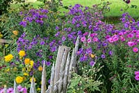 Autumn detail of a Bavarian farmers garden with wooden picket fence, Asters and false Sunflower