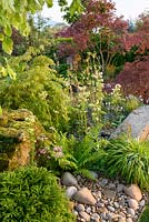 Japanese style garden with Acer palmatum underplanted with Hakonechloa macra, Aquilegia stellata 'Nora Barlow', ferns and Cryptomeria japonica 'Globosa Nana' - 'At One With...A Meditation Garden' - Howle Hill Nursery, RHS Malvern Spring Festival 2017 