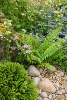 Japanese style garden with Aquilegia stellata 'Nora Barlow' and Cryptomeria japonica 'Globosa Nana' - 'At One With...A Meditation Garden' - Howle Hill Nursery, RHS Malvern Spring Festival 2017