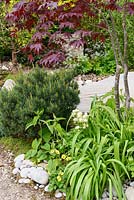 Japanese style garden with Acer palmatum underplanted with Pinus sylvestris 'Nana' and Aquilegia stellata 'White Barlow'  - 'At One With...A Meditation Garden' - Howle Hill Nursery, RHS Malvern Spring Festival 2017