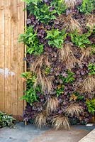 Close-up of living wall with dark leaved Heuchera, ferns and Carex with wooden border - BBC Gardener's World Live, Birmingham 2017 -  Living Gardens 'Its Not Just About The Beardâ€¦' Garden - Designer : Peter Cowell and Monty Richardson