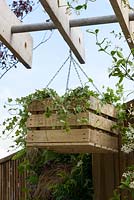 Pergola with hanging box with climber - BBC Gardener's World Live, Birmingham 2017 -Living Gardens 'Its Not Just About The Beard' Garden - Designer : Peter Cowell and Monty Richardson, Living Garden - Gold