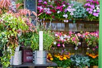 Stalls with plants at vintage village shop - BBC Gardener's World Live, Birmingham 2017 - The MS Society 'A Journey to Hope' Garden - Designer Derby College, Mike Baldwin - Gold