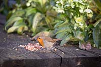 Robin feeding on crushed peanuts
