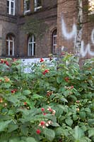 Rubus idaeus - Raspberries in inner city community garden