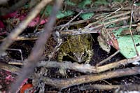 Frog in wildlife Pond