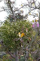 Mistletoe growing on fruit tree, Viscum album in community garden