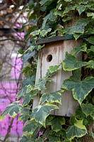 Bird box on tree with ivy in community garden