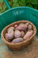 Potato 'Sarpo Blue Danube'