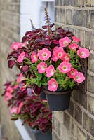 Wall pots and window box with pink petunias and red and purple solenostemon - coleus.