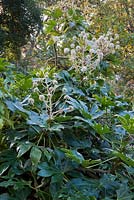 Fatsia japonica - Paperplant or Japanese aralia