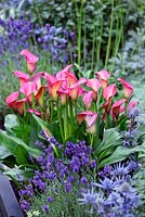 Zantedeschia 'Pink Puppy' in raised bed with Lavendula and Eryngium