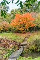Benington Lordship Gardens in autumn with Acer palmatum, stone steps and bridge over part of lake.