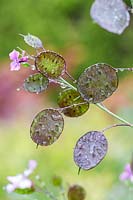 Lunaria annuua - Honesty, seedheads and dewdrops