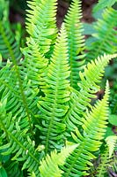 Blechnum spicant - Hard fern or Deer fern 