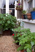 Urban garden with potato plants in containers and herbs on windowsill