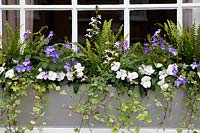 Metal windowbox with impatiens, lobelia, ivy and fern