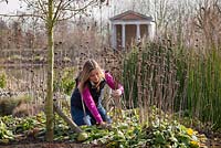 Cutting back perennials, Phlomis, in early spring, March