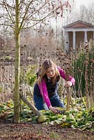 Cutting back perennials, Phlomis, in early spring, March