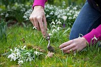 Dividing and re-planting Galanthus nivalis - Snowdrops, March