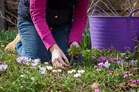 Hand weeding a Cyclamen border in early spring, March