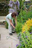 Staking perennials in a border with plastic covered metal hoops, May