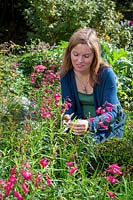 Collecting suitable cuttings material from tender perennials - Penstemon, September